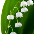 Lily Of Valley